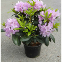 Puistoalppiruusu Rhododendron Viheraarni Cataw. Grandiflorum 30-40
