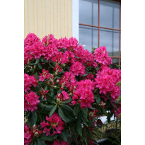 Puistoalppiruusu Rhododendron Viheraarni Nova Zembla 30-40