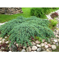 Lamosinikataja Juniperus sq. Viheraarni Blue Carpet 30-40