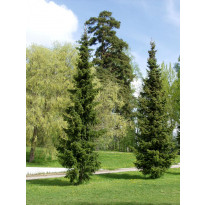 Serbiankuusi Picea glauca Viheraarni Picea omorika 100-120