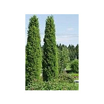 Pilarikataja Viheraarni Juniperus Communis Pyramidalis 100-120