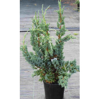 Rohtokataja Juniperus sq. Viheraarni Blue Compact 30-40