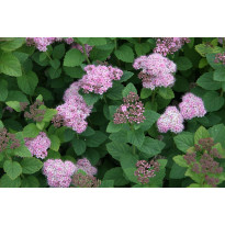 Rinneangervo Spiraea splendens