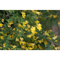 Siperianhernepensas Caragana arborescens Viheraarni