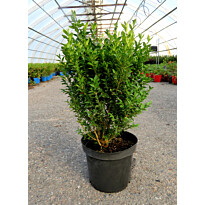 Isopuksipuu Buxus sempervirens Viheraarni 30-40