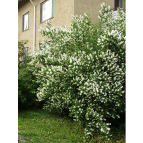 Loistojasmike Philadelphus lewisii Viheraarni Tähtisilmä