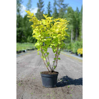 Keltaheisiangervo Physocarpus opulifolius Viheraarni Darts Gold