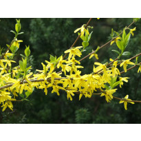 Komeaonnenpensas Forsythia x intermedia Viheraarni Week End