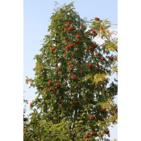 Pylväspihlaja Sorbus aucuparia Viheraarni Fastigiata 150-200