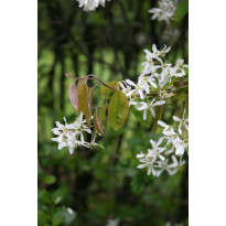 Sirotuomipihlaja Amelanchier laevis Viheraarni 150-200