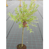 Mirripaju Salix gracilistyla Viheraarni MT Aso 120