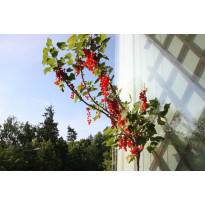 Rungollinen punaherukka Ribes rubrum Viheraarni