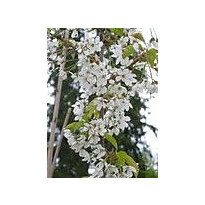 Makeakirsikka Viheraarni Prunus Avium Leningradin musta