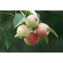 Omenapuu Malus domestica Viheraarni Sokerimiron