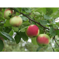 Omenapuu Malus domestica Viheraarni Punainen Melba