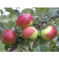 Omenapuu Malus domestica Viheraarni Jaspi