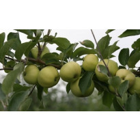Omenapuu Malus domestica Viheraarni Valkeakuulas, hillittykasvuinen