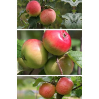 Omenapuu Malus domestica Viheraarni Perheomena, 3-4 eri lajiketta