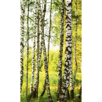 Maisematapetti Dimex Birch Forest, 150x250cm