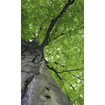 Kuvatapetti Dimex Treetop, 150x250cm