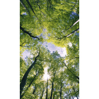 Kuvatapetti Dimex Trees, 150x250cm