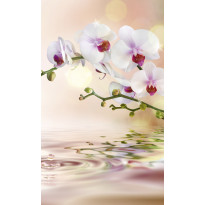 Kuvatapetti Dimex White Orchid, 150x250cm