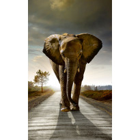 Kuvatapetti Dimex Walking Elephant, 150x250cm