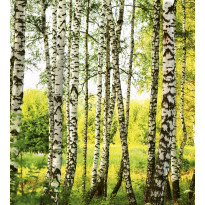 Maisematapetti Dimex Birch Forest, 225x250cm