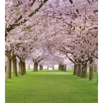 Maisematapetti Dimex Cherry Trees, 225x250cm