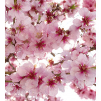 Kuvatapetti Dimex Apple Blossom, 225x250cm