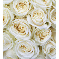 Kuvatapetti Dimex White Roses, 225x250cm