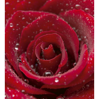 Kuvatapetti Dimex Red Rose, 225x250cm