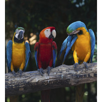 Kuvatapetti Dimex Colorful Macaw, 225x250cm