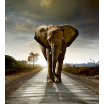 Kuvatapetti Dimex Walking Elephant, 225x250cm