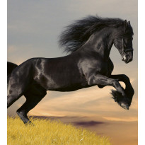 Kuvatapetti Dimex Horse, 225x250cm