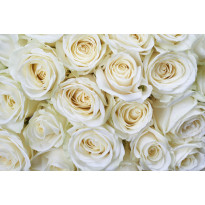 Kuvatapetti Dimex White Roses, 375x250cm