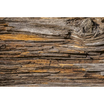 Kuvatapetti Dimex Tree Bark, 375x250cm
