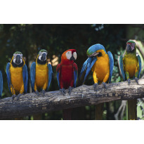 Kuvatapetti Dimex Colourful Macaw, 375x250cm
