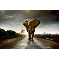 Kuvatapetti Dimex Walking Elephant, 375x250cm