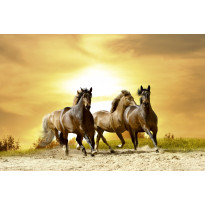 Kuvatapetti Dimex Horses In Sunset, 375x250cm