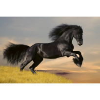 Kuvatapetti Dimex Horse, 375x250cm