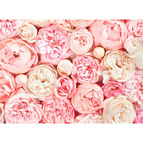 Kuvatapetti A.S. Creation Designwalls Roses, 350x255cm, vaaleanpunainen