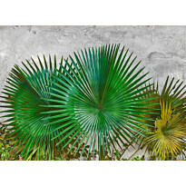 Kuvatapetti A.S. Creation Designwalls Agave Leaves, 350x255cm, vihreä