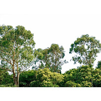 Kuvatapetti A.S. Creation Designwalls Treetop, 350x255cm, vihreä