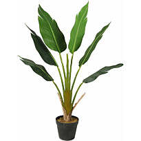 Tekokasvi Lykke Strelitzia Tree, 90cm