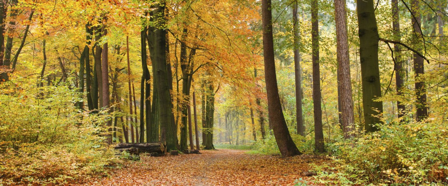 Dimex Autumn Forest -kuvatapetti, syksyinen metsämaisema