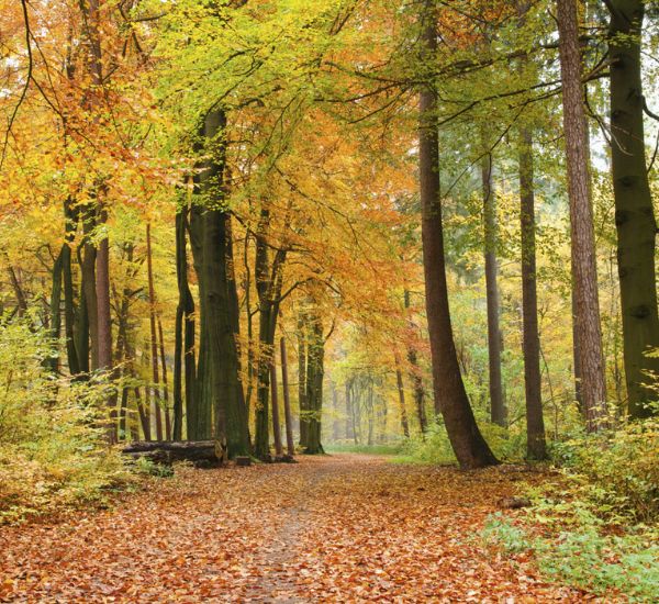 Dimex Autumn Forest -kuvatapetti, syksyinen metsämaisema